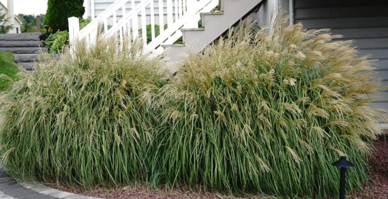 Adagio Maiden Grass