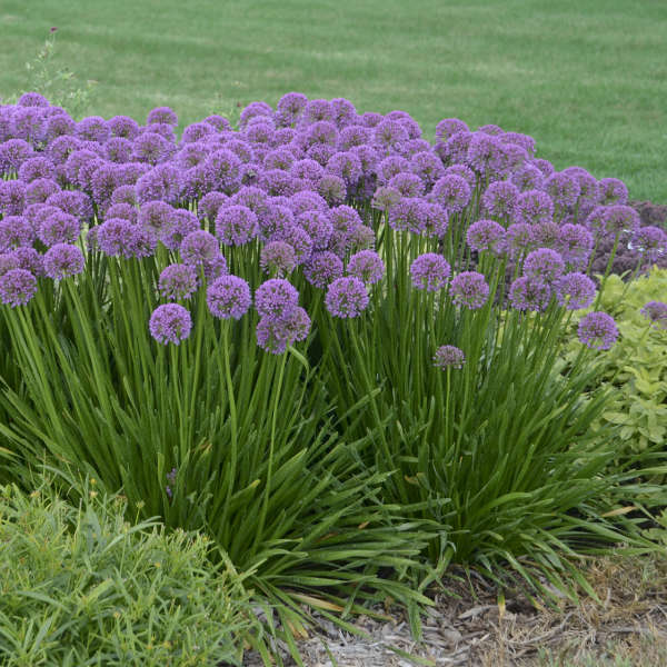 Purple flowers of Allium Millenium plant for sale in Lebanon PA