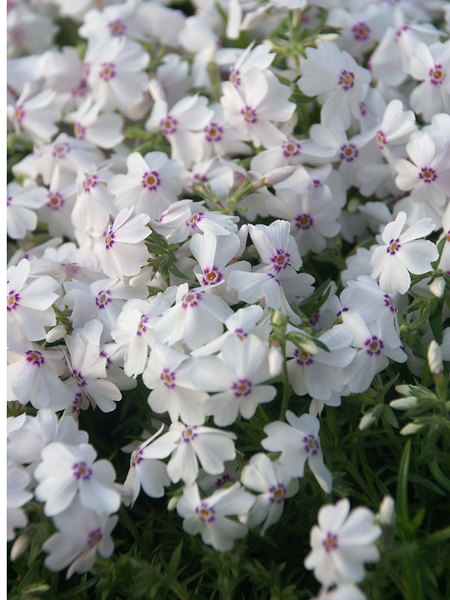 Amazing Grace Creeping Phlox