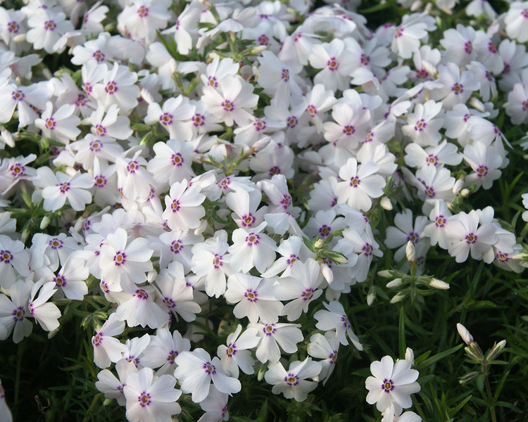 White flowers of Amazing Grace Creeping Phlox plant for sale in Lebanon PA