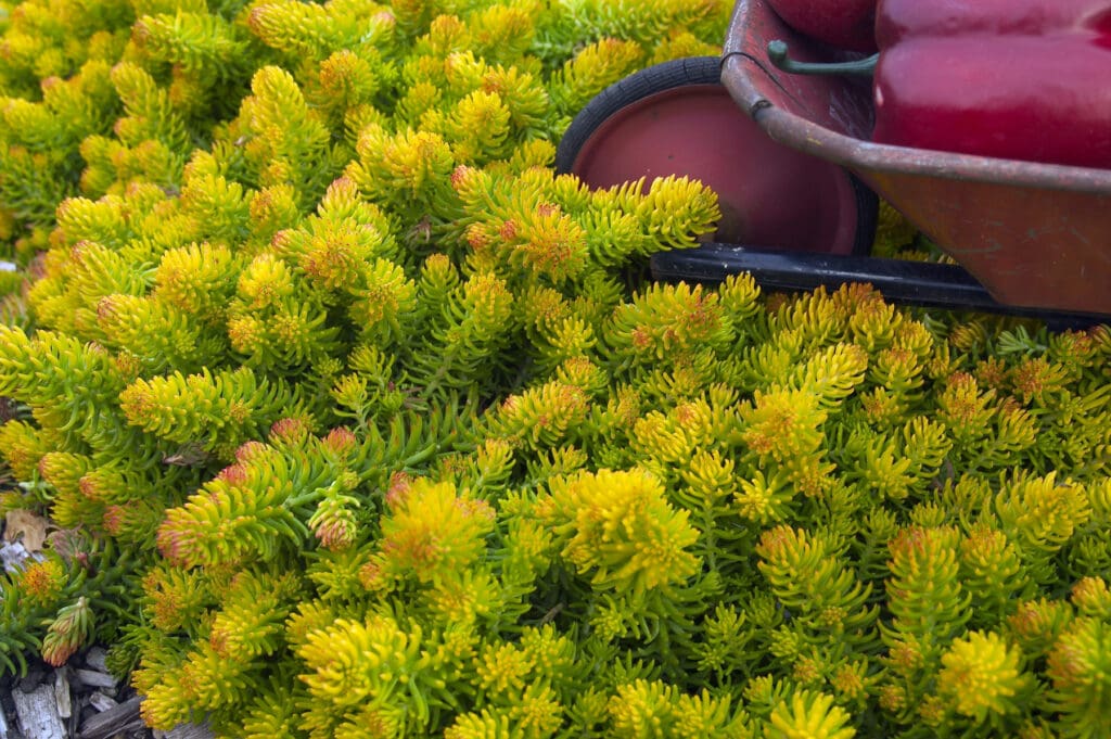 Golden foliage of Angelina Sedum plant for sale in Lebanon PA