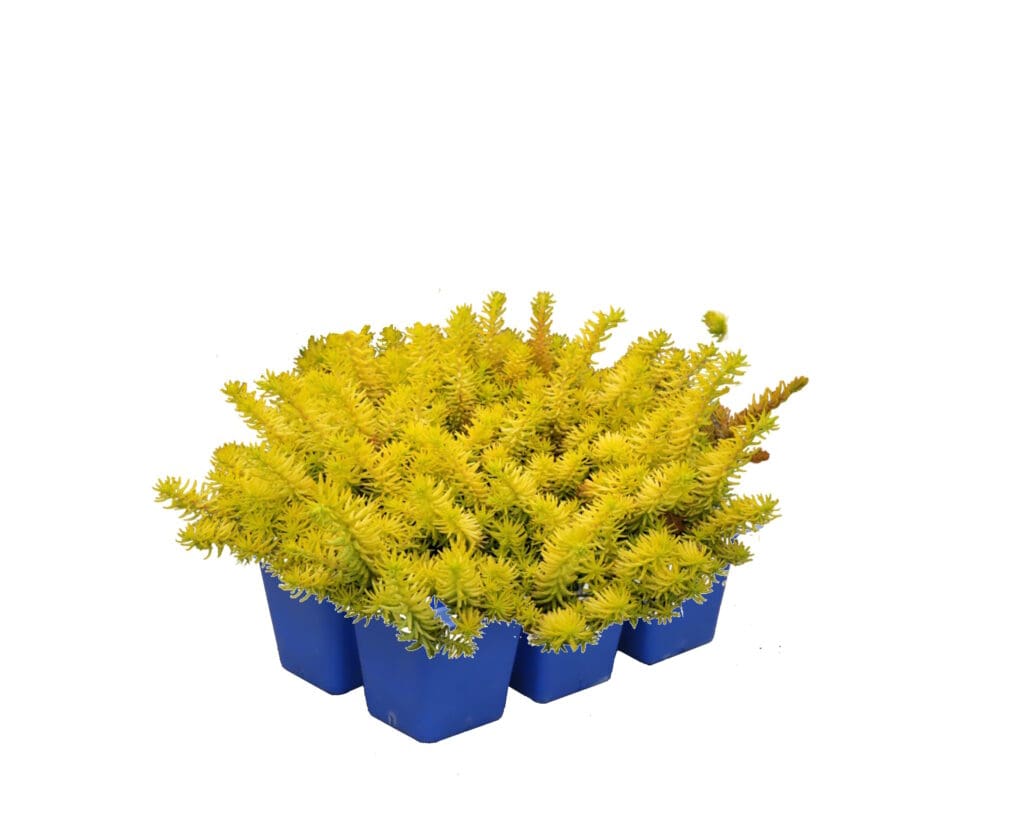 6 Pack of Angelina Sedum groundcover plants for sun