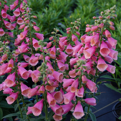 Pink flowers of Arctic Fox Rose Foxglove plant for sale in Lebanon PA