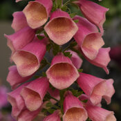 Foxglove Arctic fox Rose