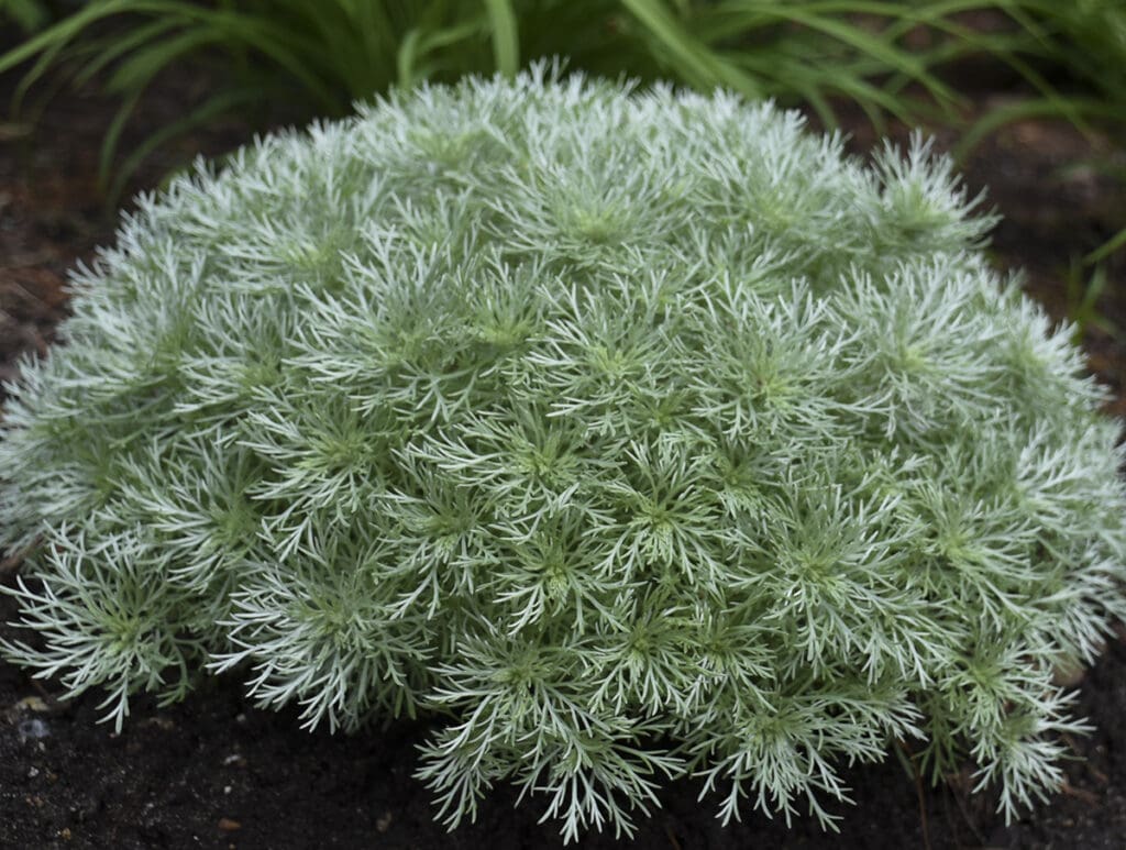 Silvery foliage of Silver Mound plant for sale in Lebanon PA