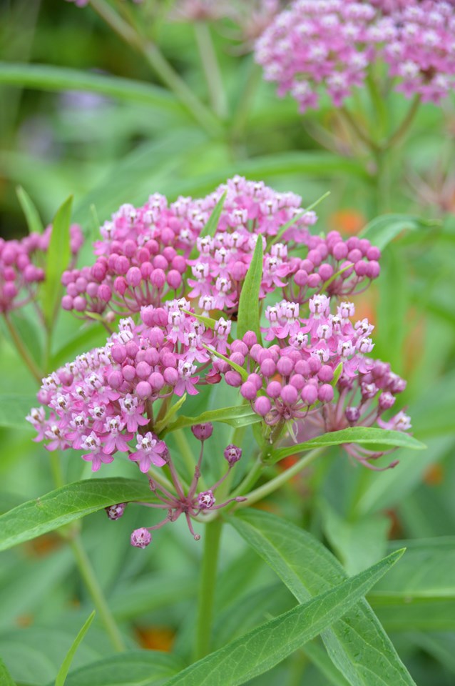 Pink flowers of Swamp Milkweed plant for sale in Lebanon PA
