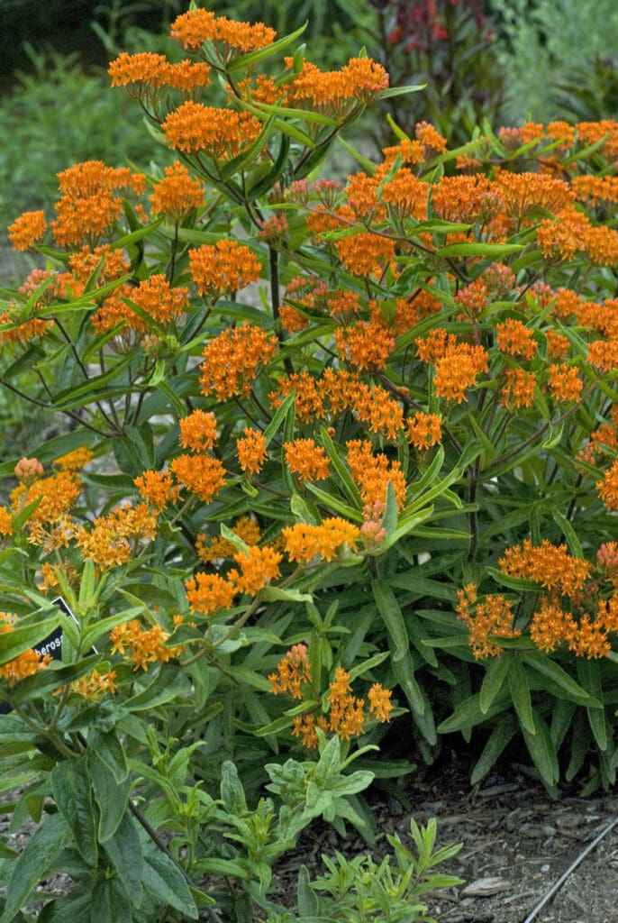 Orange flowers of Asclepias tuberosa plant for sale in Lebanon PA