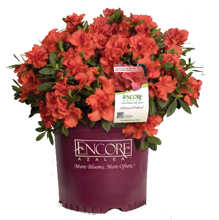 Autumn Embers Encore Azalea Plants for Sale