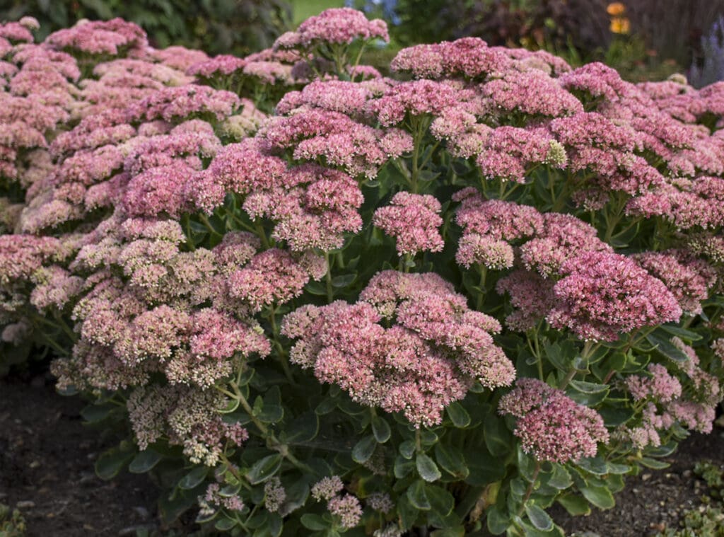 Pink flowers of Autumn Joy Sedum plant for sale in Lebanon PA