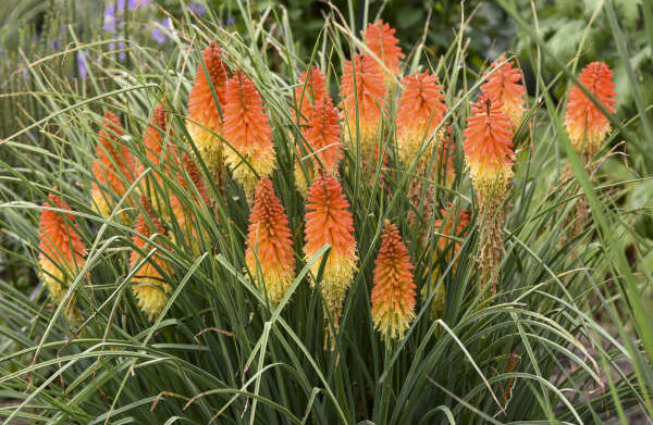 Kniphofia Backdraft Red Hot Poker