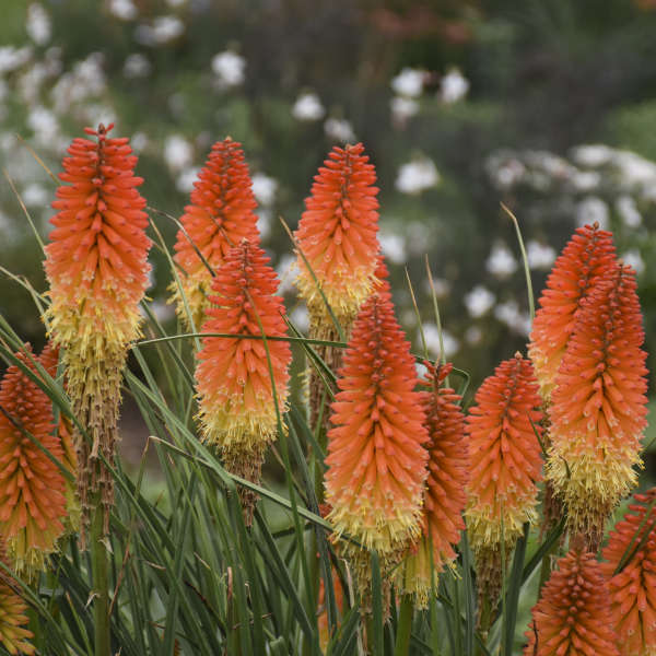 Orange flowers of Backdraft Red Hot Poker plant for sale in Lebanon PA