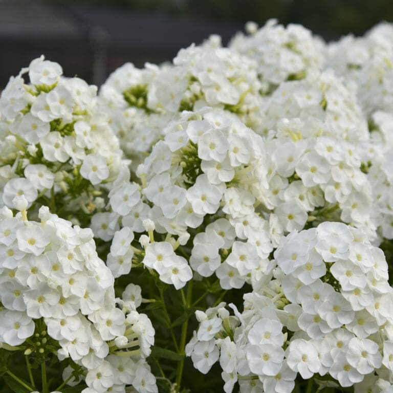 Tall Phlox Backlight