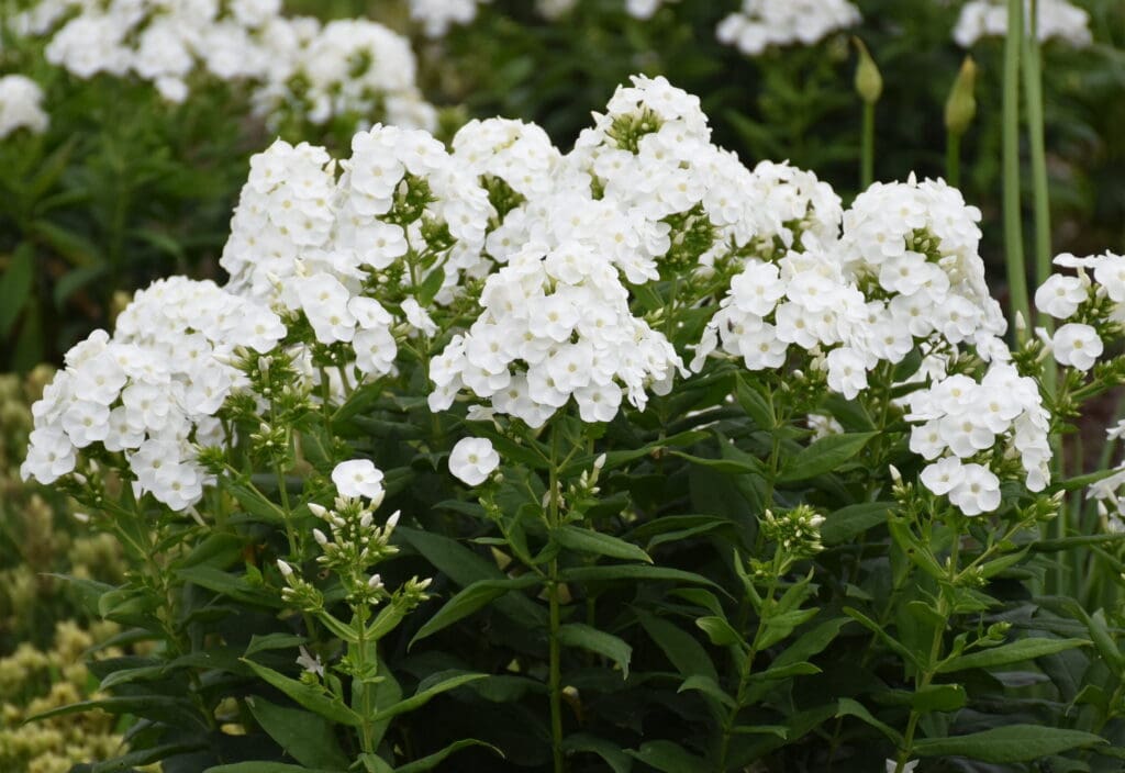 White flowers of Backlight Tall Phlox plant for sale in Lebanon PA