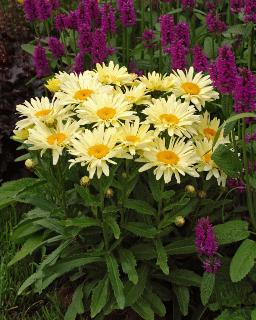 Yellow flowers of Banana Cream Shasta Daisy plant for sale in Lebanon PA
