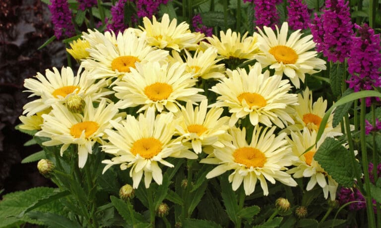 Banana Cream Shasta Daisy