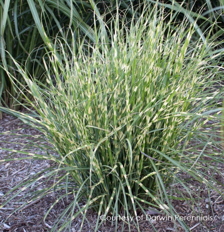 Bandwidth Zebra Grass