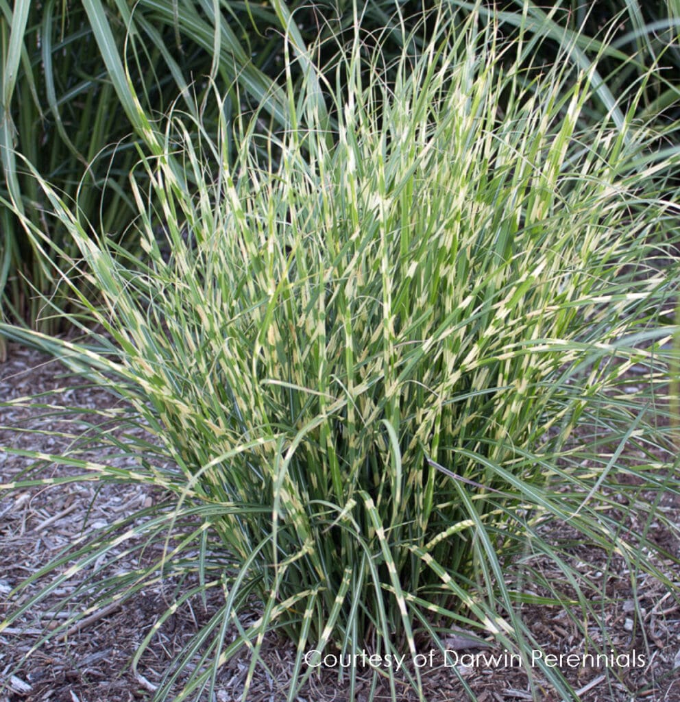 Variegated foliage of Bandwidth Zebra Grass plant for sale in Lebanon PA