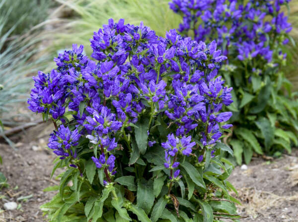 Blue flowers of Campanula Bells and Whistles plant for sale in Lebanon PA