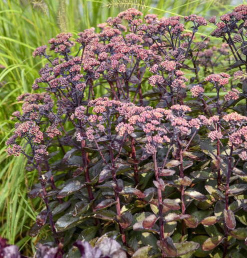Sedum Back in Black
