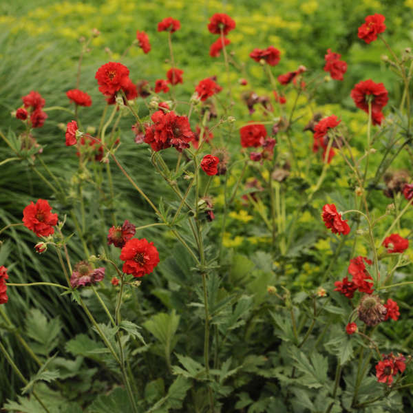 Geum Blazing Sunset