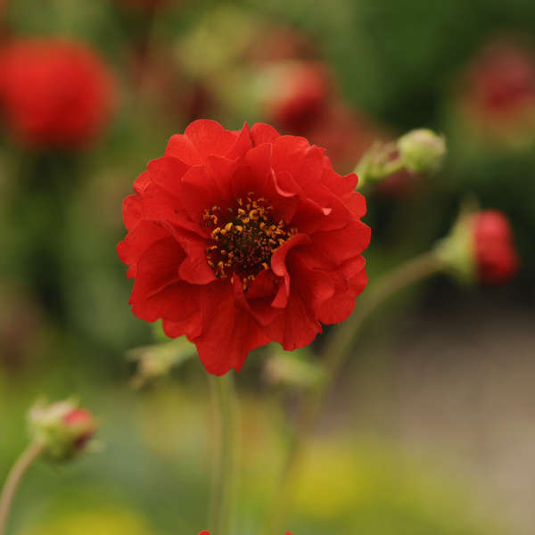 Red flowers of Geum Blazing Sunset plant for sale in Lebanon PA