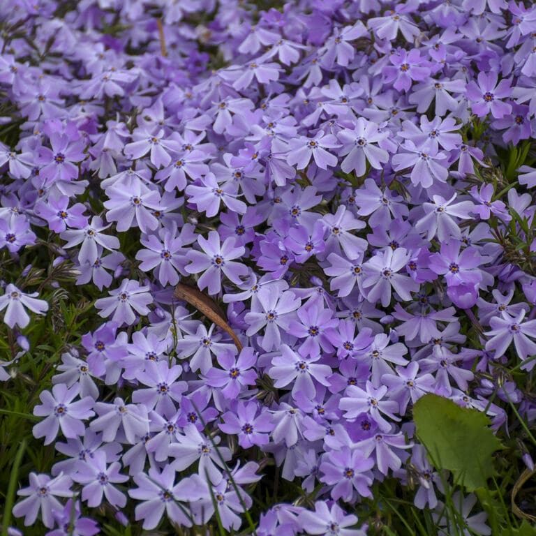 Blue Emerald Creeping Phlox