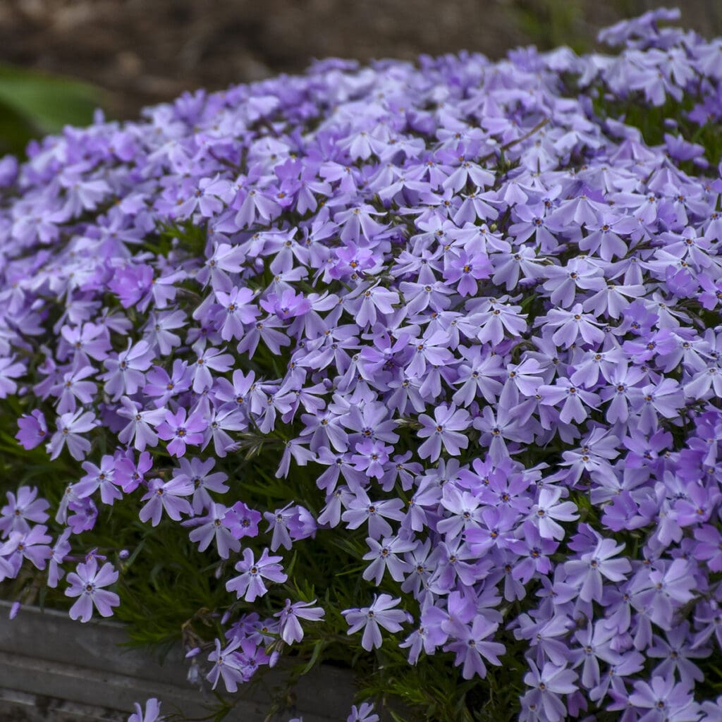Blue flowers of Spring Dark Blue Creeping Phlox plant for sale in Lebanon PA