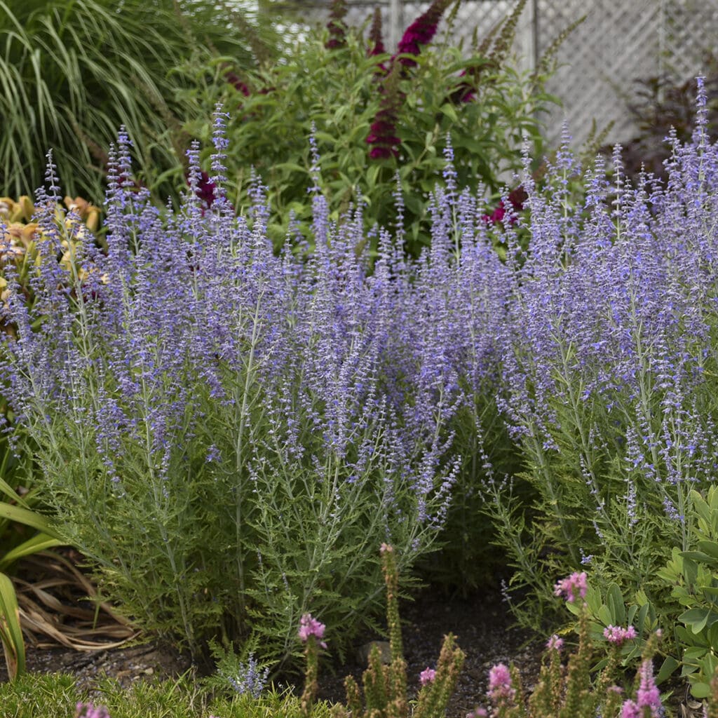 Blue flowers of Blue Jean Baby Russian Sage plant for sale in Lebanon PA