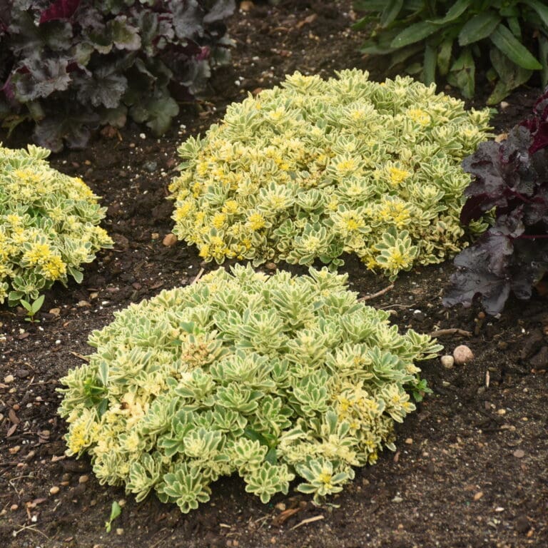 Boogie Woogie Sedum