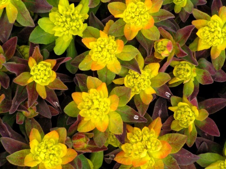 Euphorbia Bonfire