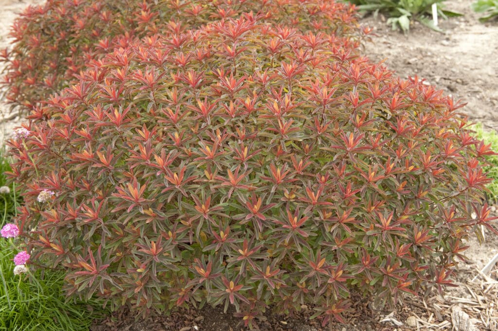 Red foliage of Euphorbia Bonfire plant for sale in Lebanon PA
