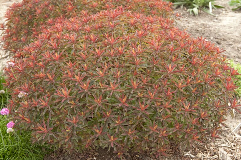 Euphorbia Bonfire