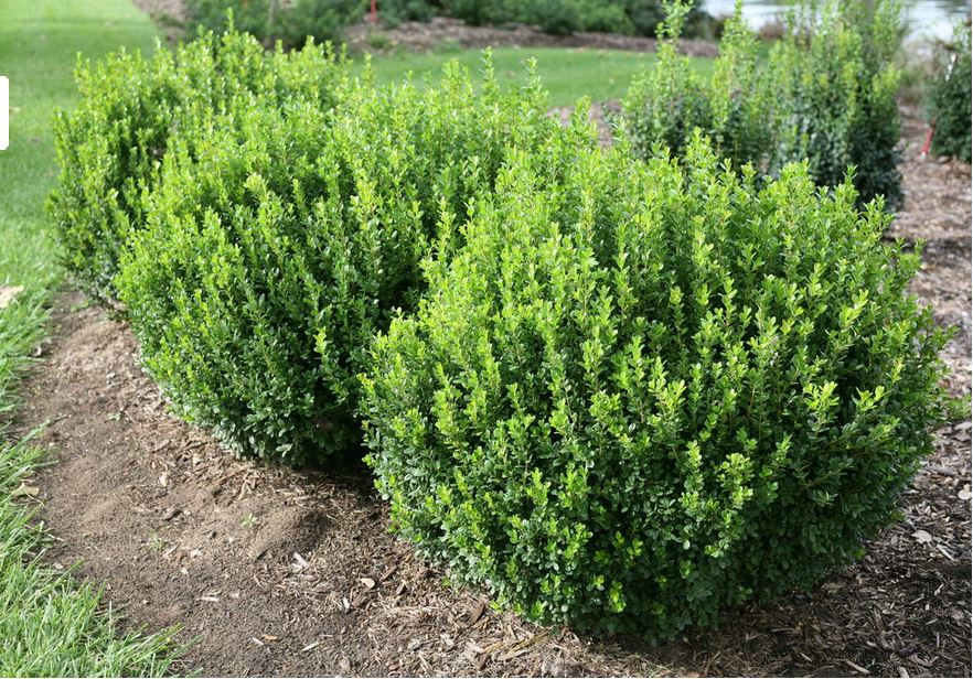 Boxwood evergreen plants for sale