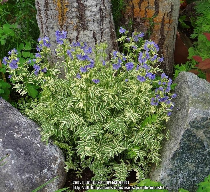 Foliage of Brise d'Anjou Jacob's Ladder plant for sale in Lebanon PA
