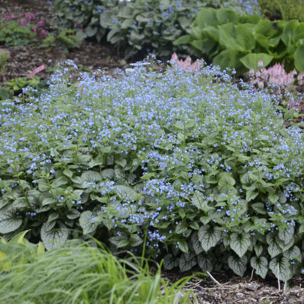 Blue flowers of Brunnera Jack Frost plant for sale in Lebanon PA