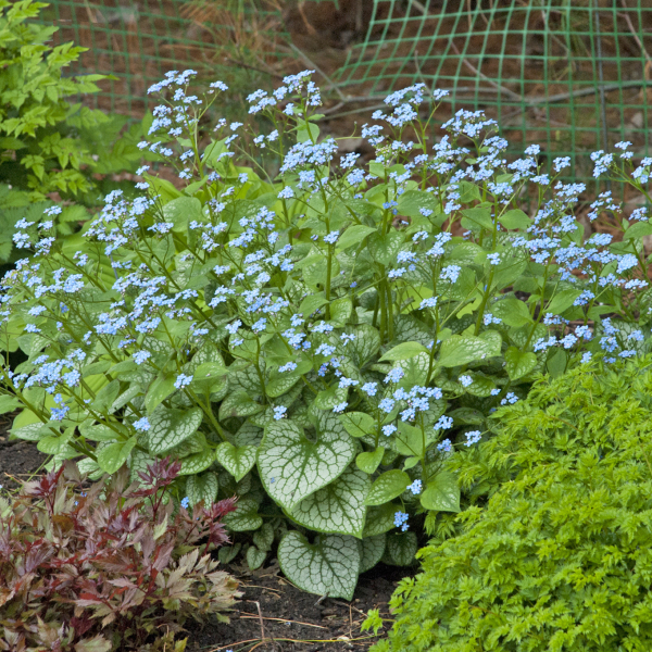 Brunnera Jack Frost