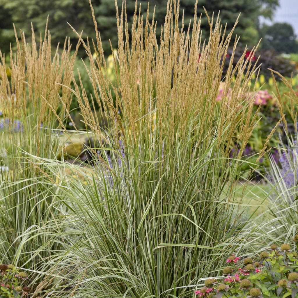 tan plumes of Hello Spring! Grass plant for sale in Lebanon PA