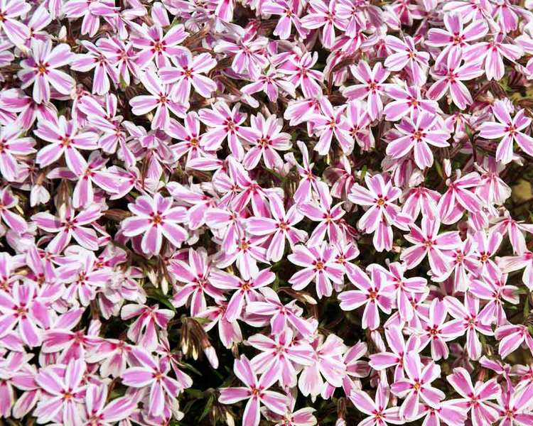 Candy Stripe Creeping Phlox