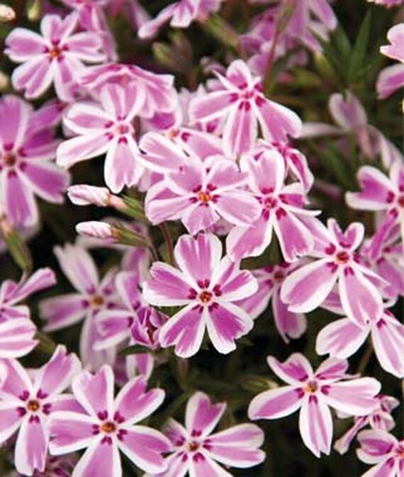 Candy Stripe Creeping Phlox