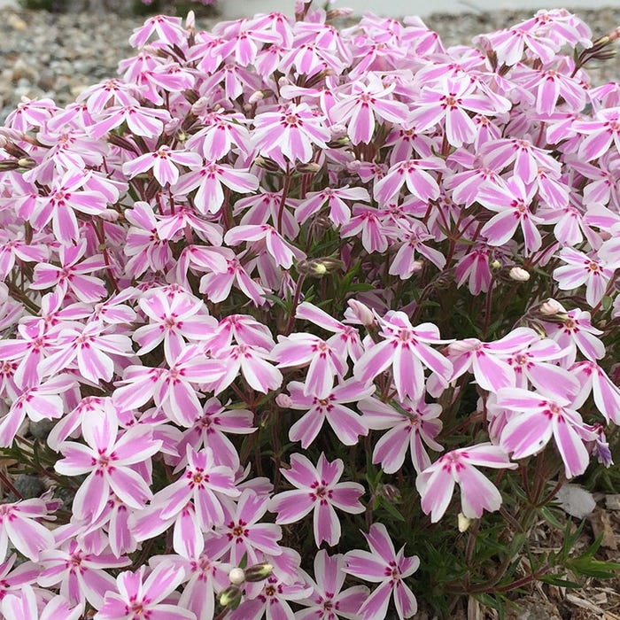 Pink flowers of Candy Stripe Creeping Phlox plant for sale in Lebanon PA
