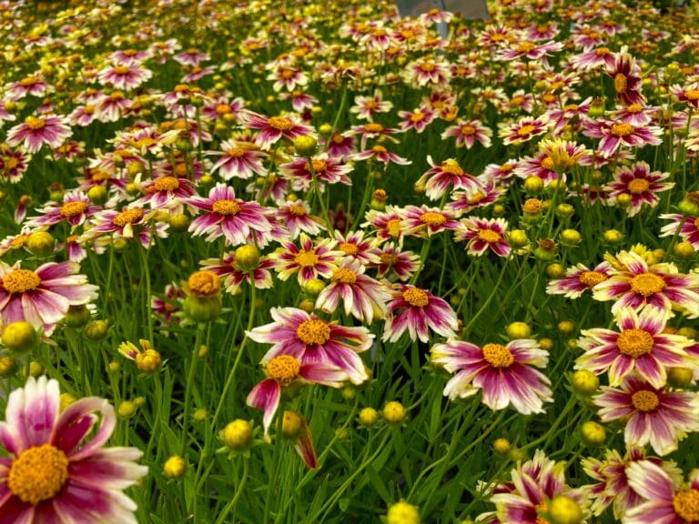 Candy Stripe Coreopsis