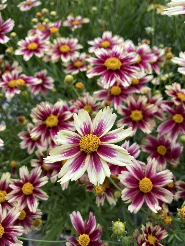 Bicolor flowers of Candy Stripe Coreopsis plant for sale in Lebanon PA