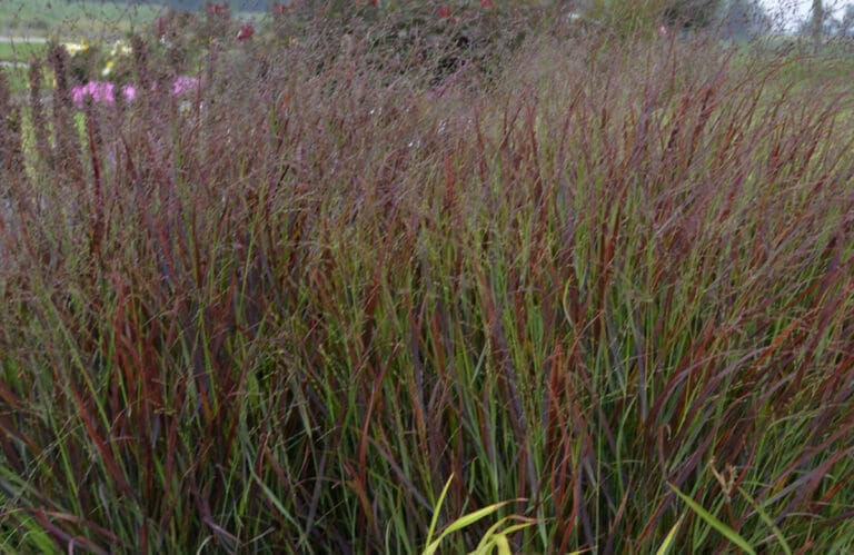 Cheyenne Sky Switch Grass