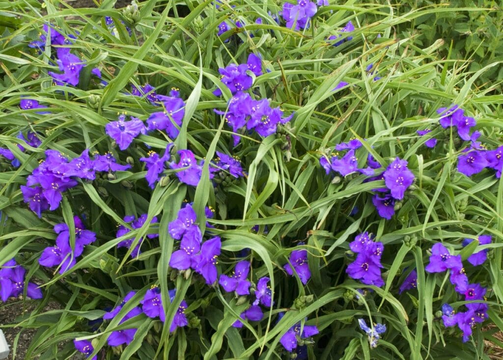 Blue flowers of Tradescantia Concord Grape plant for sale in Lebanon PA