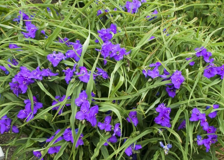 Tradescantia Concord Grape
