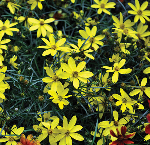 Yellow flowers of Electric Avenue Coreopsis plant for sale in Lebanon PA