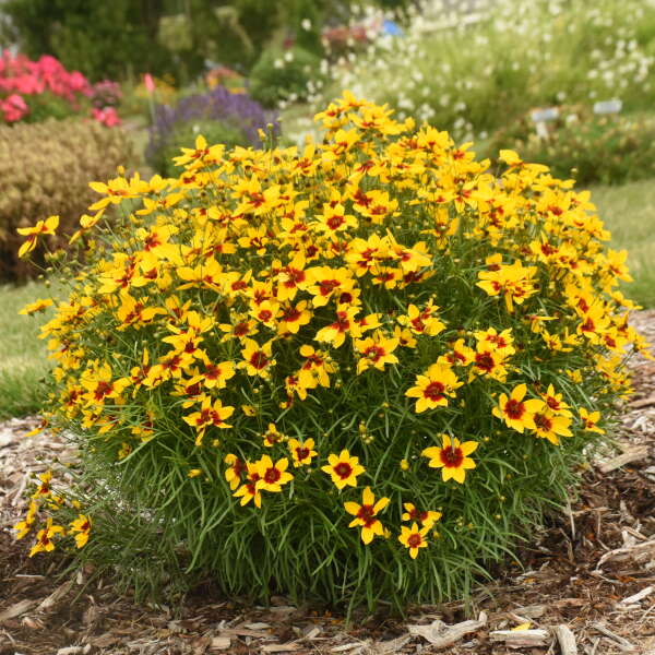 Golden flowers of Golden Needles Coreopsis plant for sale in Lebanon PA