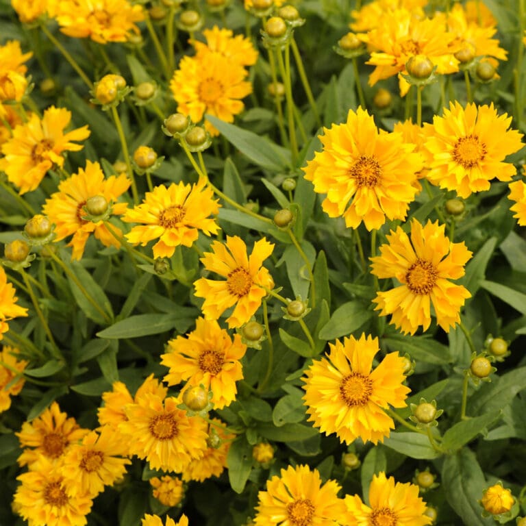 Coreopsis Jethro Tull