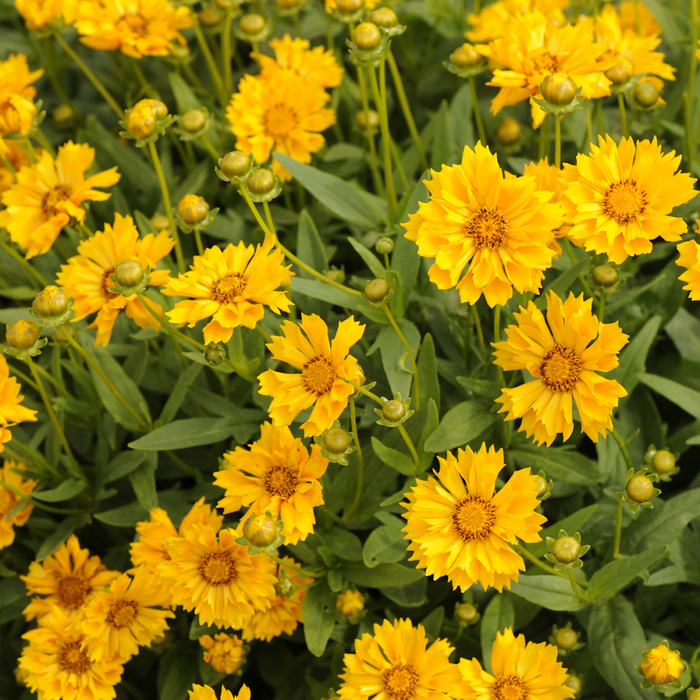 Golden flowers of Jethro Tull Coreopsis plant for sale in Lebanon PA