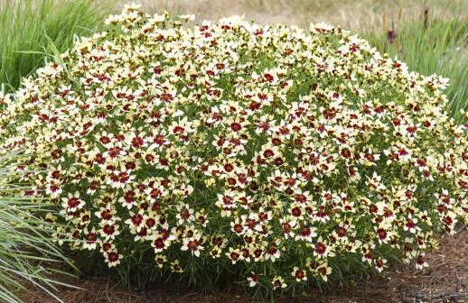 Creamy Calico Coreopsis